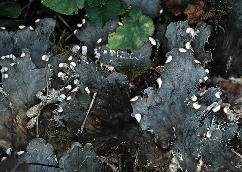 Brennilis (29) - Barrage ; talus en terre, moussu, en bord de route