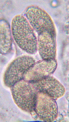 spores par 8 dans l'asque