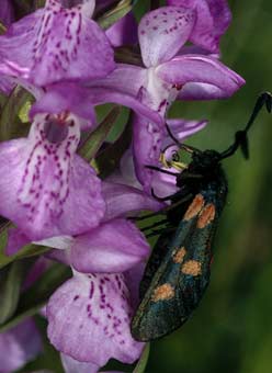 Zygaena trifolii