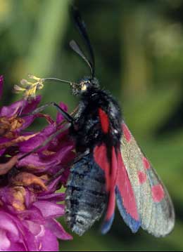 Zygne (Zygaena trifolii) avec pollinies, Finistre