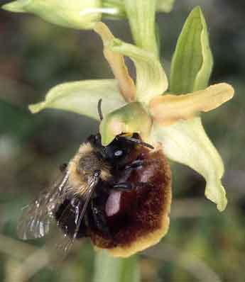 Pseudocopulation cphalique par Andrena thoracica mle sur Ophrys sphegodes, Crozon, Finistre, 27 mars 2003