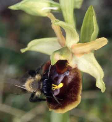 Pollinies colles sur la tte d'Andrena thoracica, Crozon, Finistre, 27 mars 2003