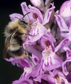 Bombus pratorum