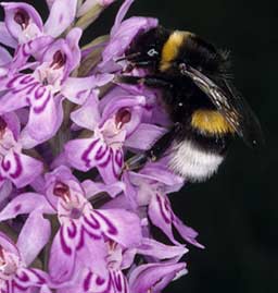 Bombus terrestris