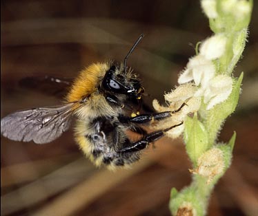 Bombus pascuorum avec pollinies