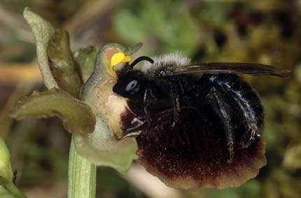 Andrena carbonaria mâle (pseudocopulation céphalique)