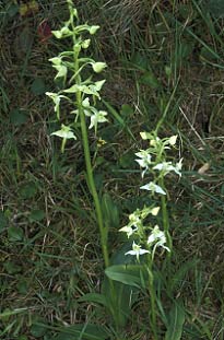 Pieds fleuris, Ctes-d'Armor, 28/05/00