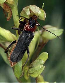 Coloptre (Cantharis rustica) sur Coeloglossum viride, Loire-Atlantique, mai 2004.