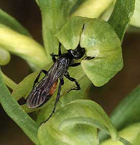 Hymnoptre (Pompilus sp) pollinisant Coeloglossum viride, Ille-et-Vilaine, mai 2003.