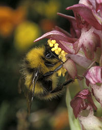 Bombus pratorum avec pollinies (Finistre - 07/06/00)