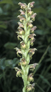 Orchis coriophora - Ctes d'Armor