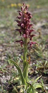 Orchis coriophora - Finistre