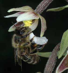 Hymnoptre (Apis mellifera)