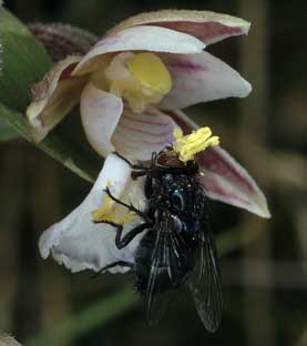 Diptre (Calliphora vicina)