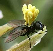 Petite mouche avec pollinies d'Epipactis palustris, Plomeur, Finistre, 14 juillet 2004.