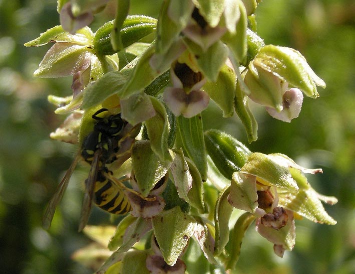 Epipactis helleborine ssp neerlandica pollinis par une Gupe (Dolichovespula sp) , dunes de Keremma, Trflez (Nord-Finistre), 15 aot 2011, photo Franois Sit.