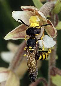 Hymnoptre (Crabro sp), Crozon, Finistre, 27 juin 2004.