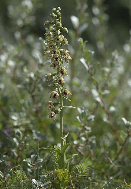 Epipactis helleborine ssp neerlandica parmi Salix repens ssp arenaria, dunes de Keremma, Trflez (Nord-Finistre), 14 aot 2011, photo Jean-Michel Lucas.