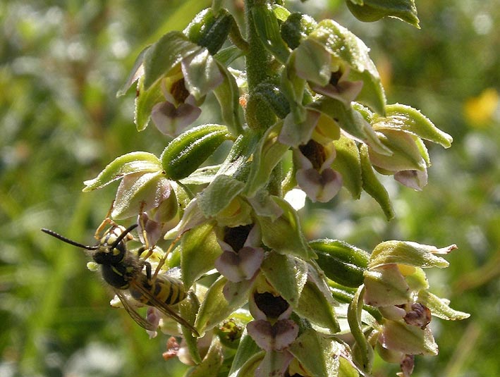 Epipactis helleborine ssp neerlandica pollinis par une Gupe (Dolichovespula sp) , dunes de Keremma, Trflez (Nord-Finistre), 15 aot 2011, photo Franois Sit.