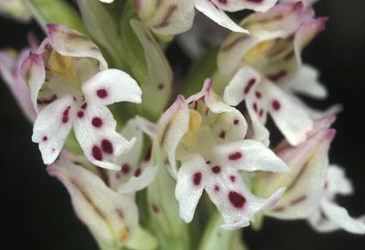 Dtail des fleurs, Morbihan