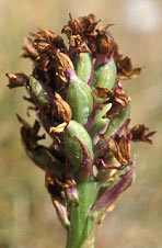 Anacamptis pyramidalis - Landeda - Finistre - 25/06/99