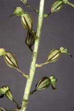 Listera ovata - Trlvern -  Ctes-d'Armor - 29/07/00