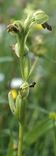 Ophrys sulcata - Erquy - Ctes-d'Armor - 19/05/00