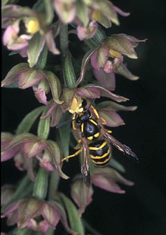 Dolichovespula sylvestris avec pollinies