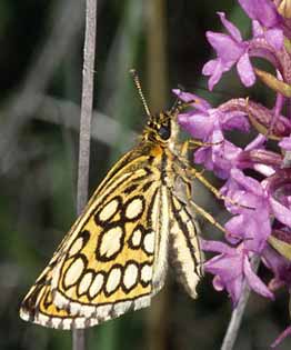 Miroir (Heteropterus morpheus), Finistre