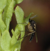 Les pollinies se collent sous la tte.