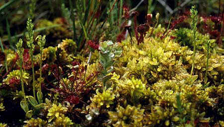 Pieds fleuris, parmi les sphaignes, les Drosera et le millepertuis aquatique, Finistre, 10 aot 1993.