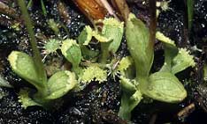 Bulbilles sur le bord des feuilles, Monts d'Arre, Finistre, 10 aot 1997.