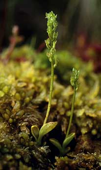 Pieds fleuris d'Hammarbya paludosa, Monts d'Arre, Finistre, 15 aot 1993.