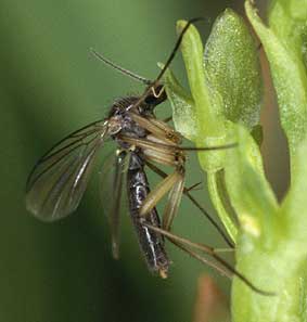 Diptre pollinisant une fleur, Monts d'Arre, Finistre, juillet 2000.