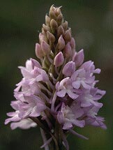 Anacamptis pyramidalis, rose trs ple, Locquirec, Finistre.