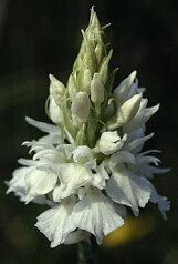 Dactylorhiza maculata, hypochromie totale, Riantec, Morbihan.