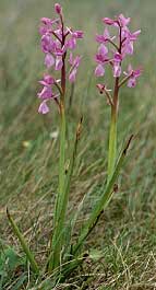 Orchis laxiflora, rose, Erdeven, Morbihan.