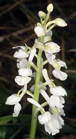 Orchis mascula, hypochromie totale, Saint-Briac, Ille-et-Vilaine.