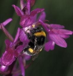 Bombus terrestris - 20/05/00