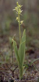 Liparis loeselii loeselii (Morbihan)