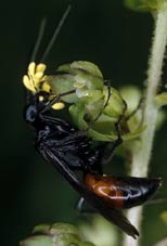 Ichneumon et pollinies