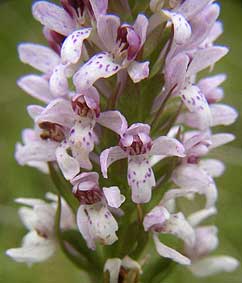 Dactylorhiza maculata, toutes les fleurs  labelle atrophi (origine gntique ?), Guissny, Finistre, 18 juin 2005