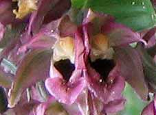 Epipactis helleborine, fleur  2 labelles, Frhel, Ctes-d'Armor