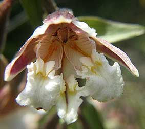 Epipactis palustris, fleur  3 labelles, Trflez, Finistre, 10 juillet 2004.