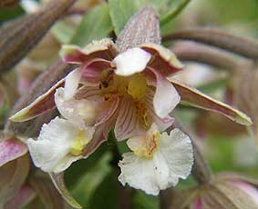 Epipactis palustris, fleur  2 labelles, Plomeur, Finistre, 14 juilllet 2004.