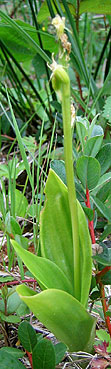 Liparis loeselii ovata  3 feuilles, probablement d'origine non gntique ; Keremma, Trflez (Finistre), dbut juillet 2006.