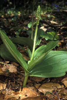 Listera ovata  3 feuilles (anomalie non gntique), Trlvern, Ctes-d'Armor