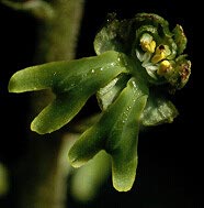 Listera ovata, fleur  2 labelles, Plougonven, Finistre