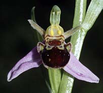 Ophrys apifera "aurita", ptales dmesurs, mais couleur normale, Frhel, Ctes-d'Armor