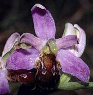 Ophrys apifera "jurana", ptales dmesurs et roses, de mme couleur que les spales, Frhel, Ctes-d'Armor
